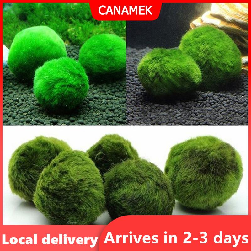 【Giao hàng nhanh】 3-4cm Marimo Moss Balls Live Aquarium Plant Algae Fish Shrimp Tank Ornament Simulation Green Algae Balls Artificial Plant