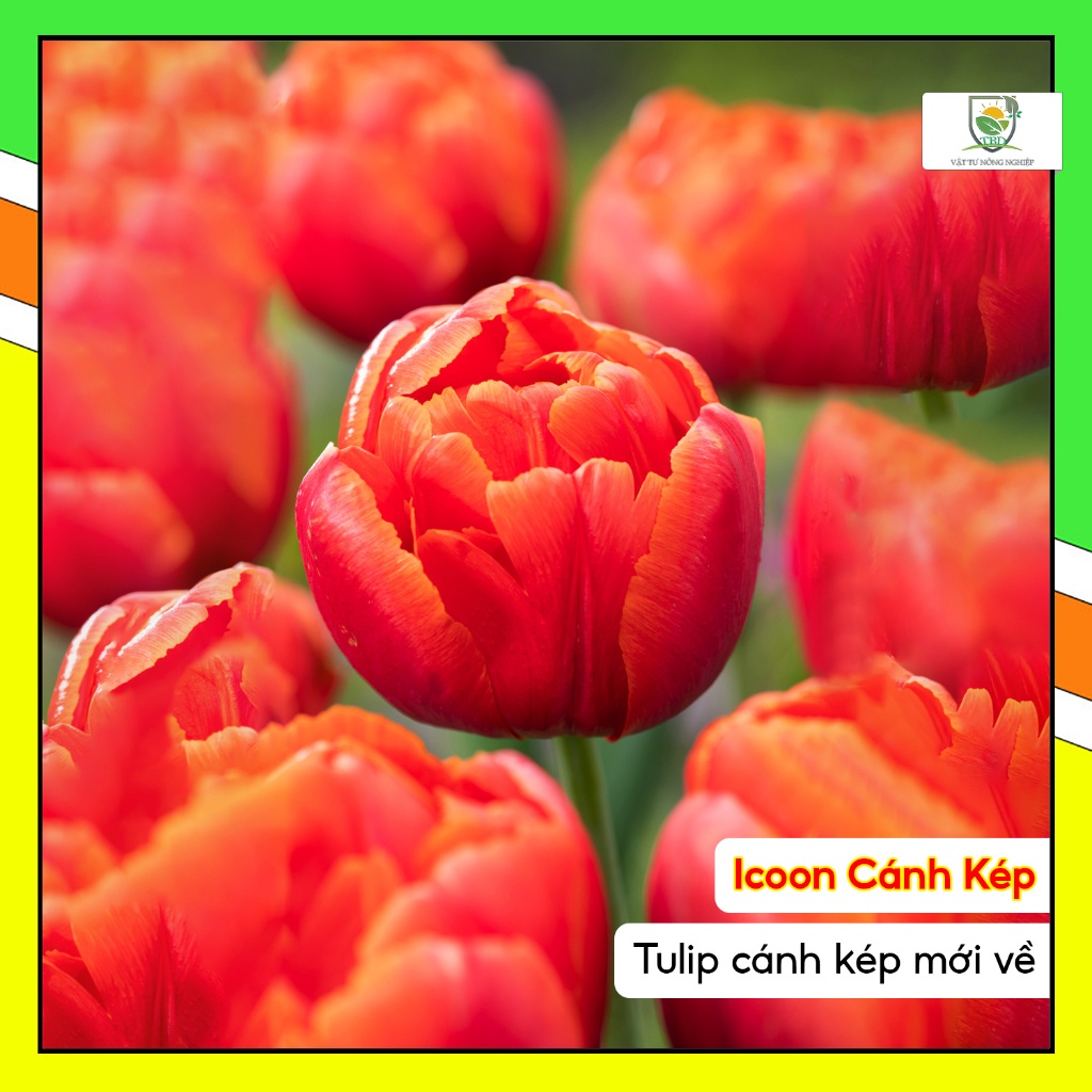 Củ hoa Tulip giống F1 Hà Lan (củ Tulip 25ngày nở)