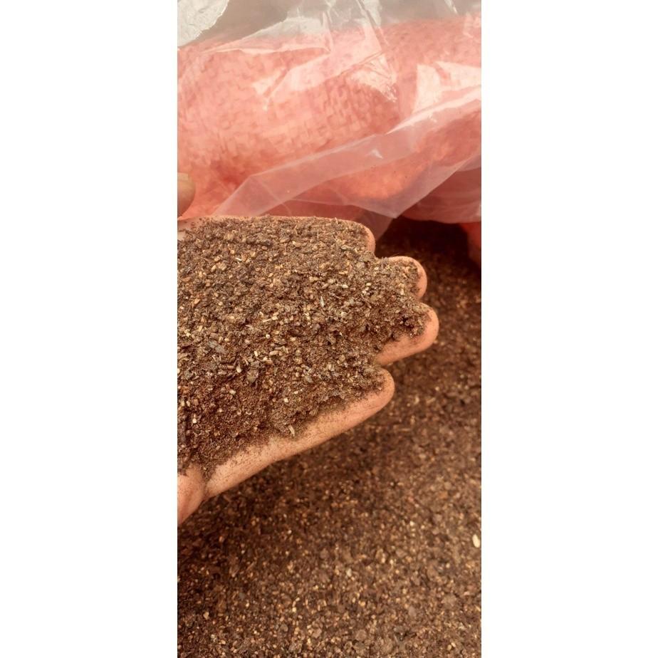 1 KG Hạt giống CÂY Gáo trắng. [ MỚI ]