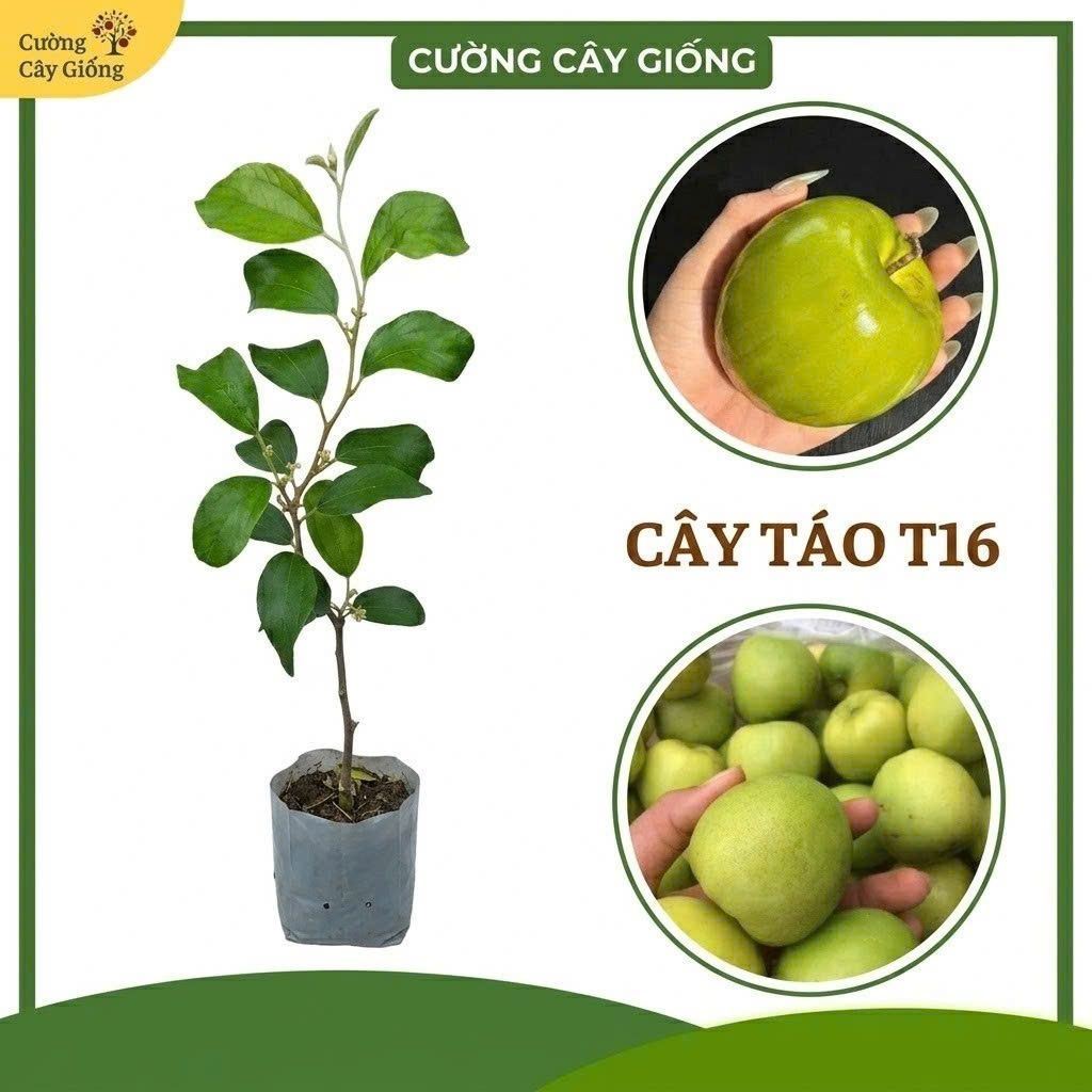 Cây Giống Táo T16 Vua Tuyết Quả Siêu To Giòn Ngọt - Cây Ghép Chuẩn F1