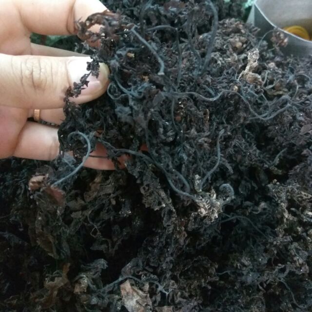 Rong biển nấu sâm 1kg phố thảo mộc