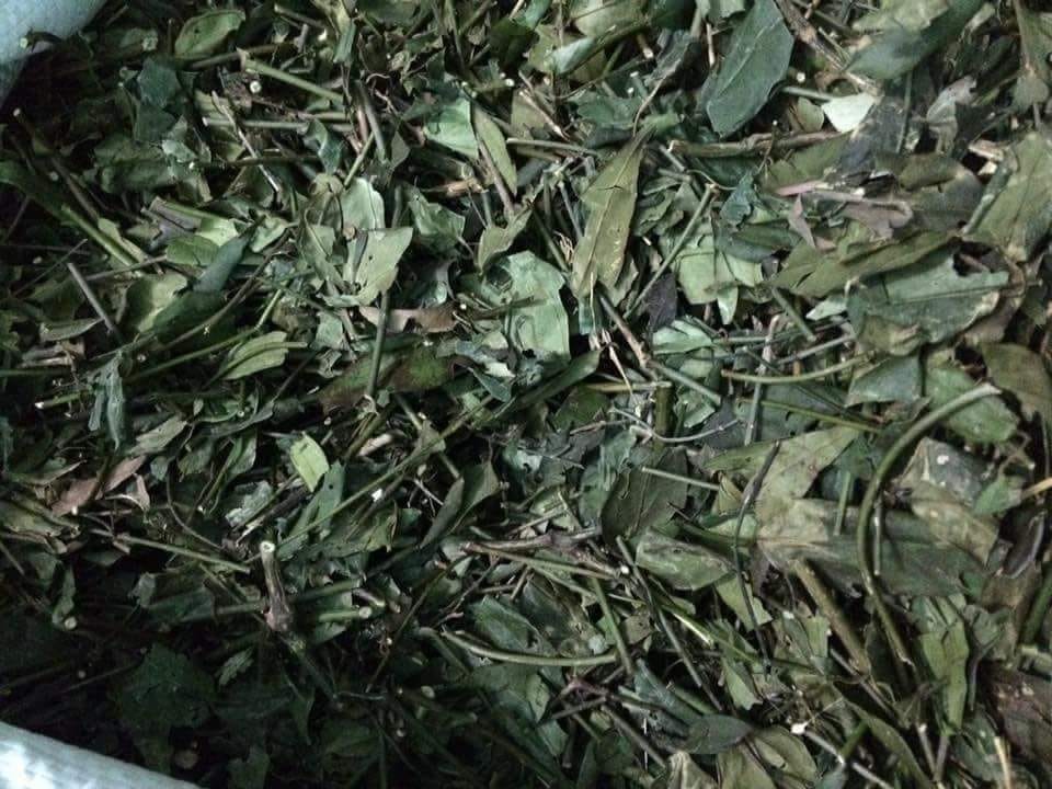 Chè vằng sẻ (Trà vằng) - Chè vằng lá nhỏ - Gói 1kg Nước Trà Tea