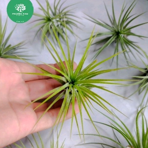 Cây Không khí Kim yến Tillandsia ionnantha