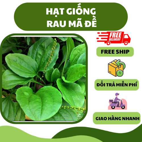 Hạt giống rau mã đề - nhiều dinh dưỡng, thơm ngon