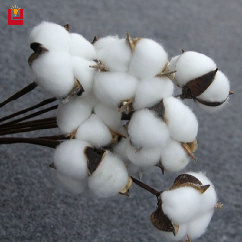 Natural Cotton Flower Bouquet Dried Floral Decor for Home, Wedding, and Gift Decoration ราคา 20 บาท*ส่งฟรี