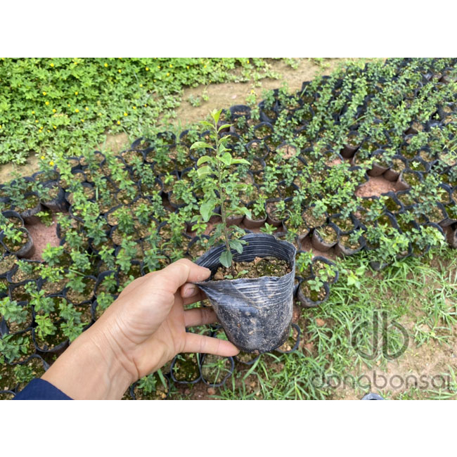 Cây giống Hồng cẩm thạch vàng Tứ Xuyên