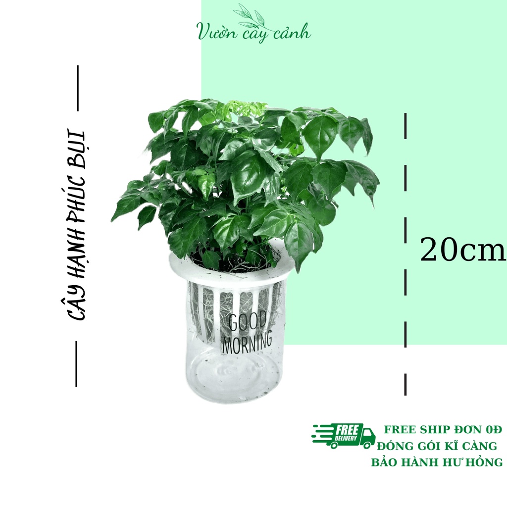 Cây hạnh phúc bụi để bàn kèm bình thủy sinh, Cao 20cm