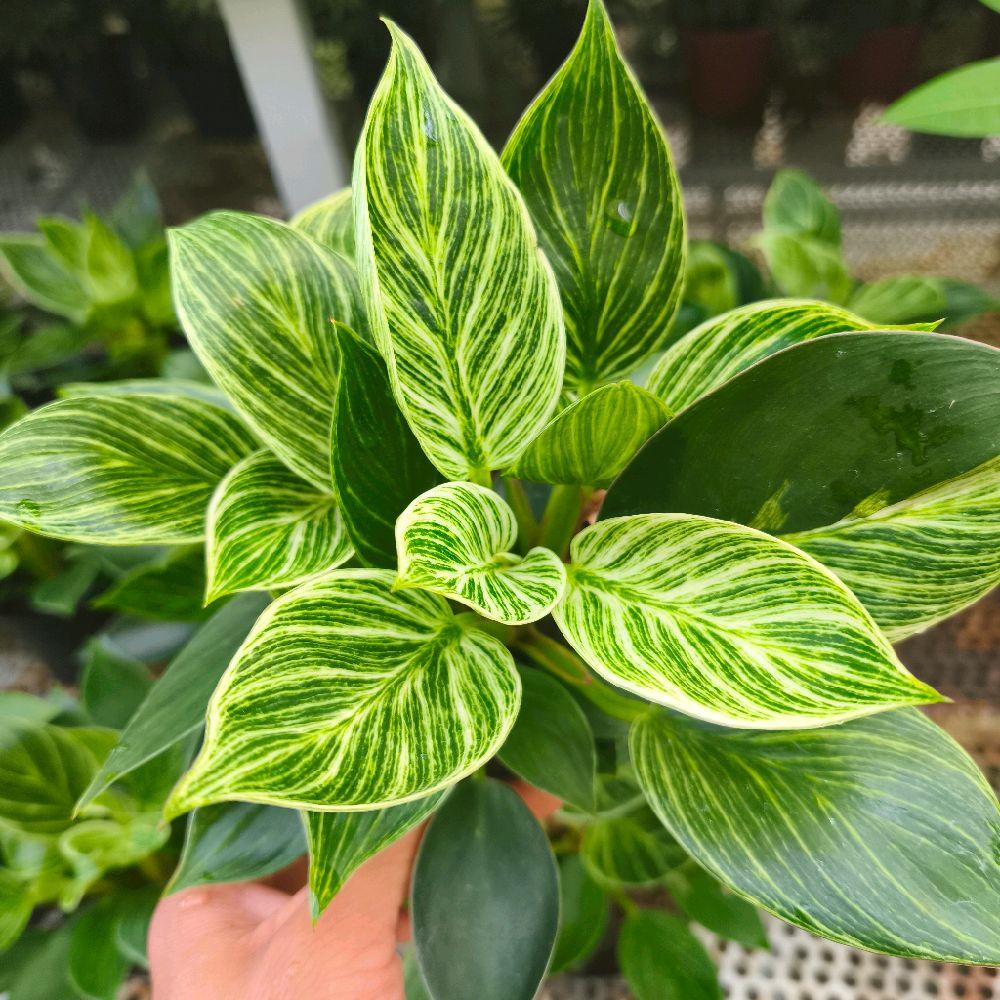 Chậu cây trầu bà đế vương kim cươnġ - Philodendron Birkin Decor