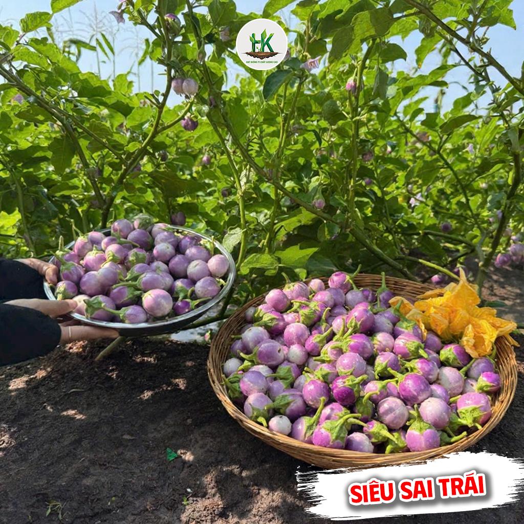 Hạt giống Cà Pháo Tím F1 Cao Sản siêu trái, giòn, ngọt, kháng sâu bệnh, trồng quanh năm - HK Seeds
