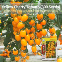เมล็ดพันธุ์ มะเขือเทศ เชอรี่ สีเหลือง บรรจุ 250เมล็ด Gold Yellow Cherry Tomato Seed Fruit Seeds for Planting มะเขือเทศเชอรี่ เมล็ดผลไม้ เมล็ดพันธุ์ผัก ผักสวนครัว บอนไซ ผักออร์แกนิก พันธุ์ไม้ผล พันธุ์ผัก เมล็ดผัก เมล็ดพันธุ์แท้ OP ปลูกได้ตลอดปี เมล็ดงอกสูง