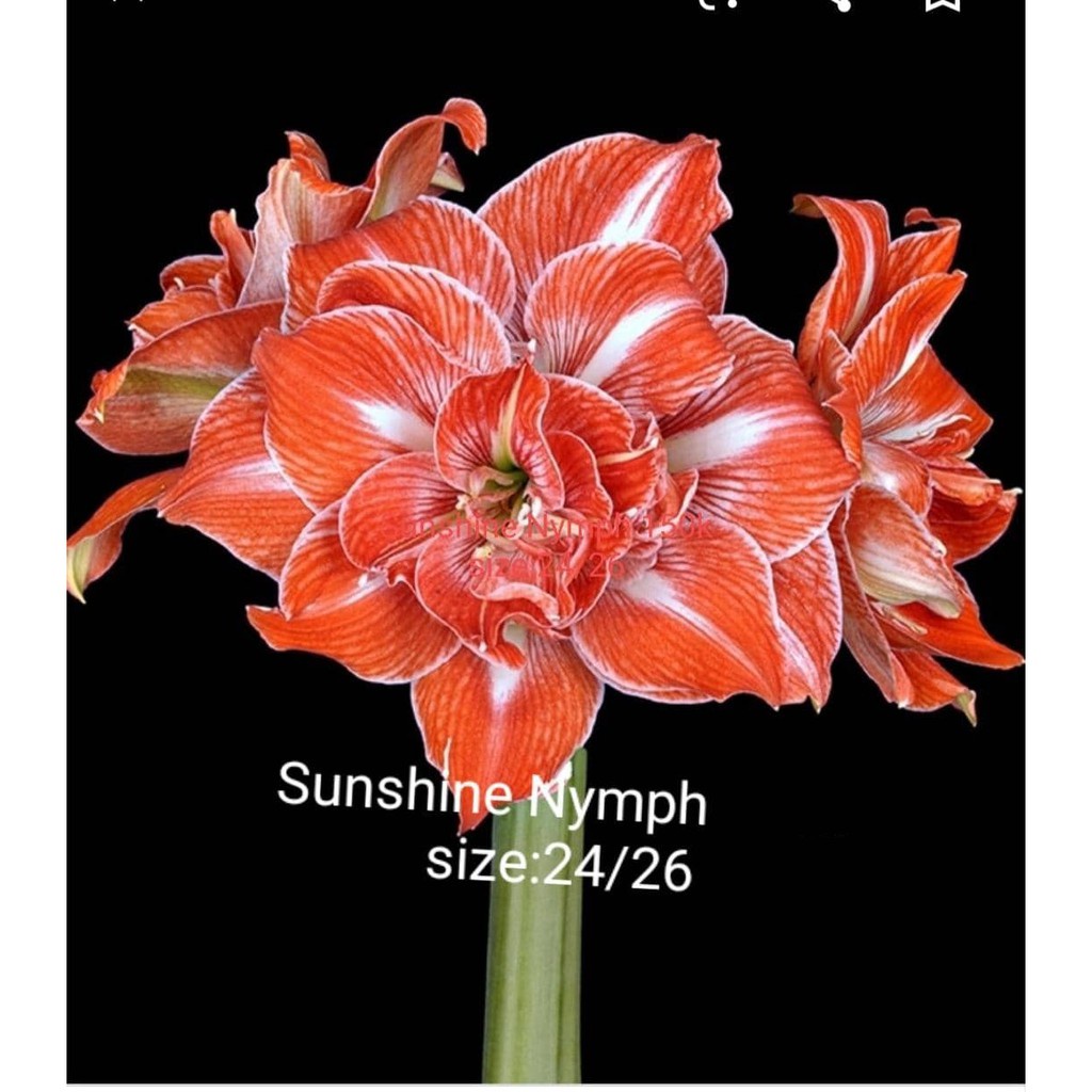 combo 5 Củ hoa lan huệ ngoại Hà Lan Sunshine Nymph  SIÊU ƯU ĐÃI(cho hoa sau 20-25 ngày trồng)