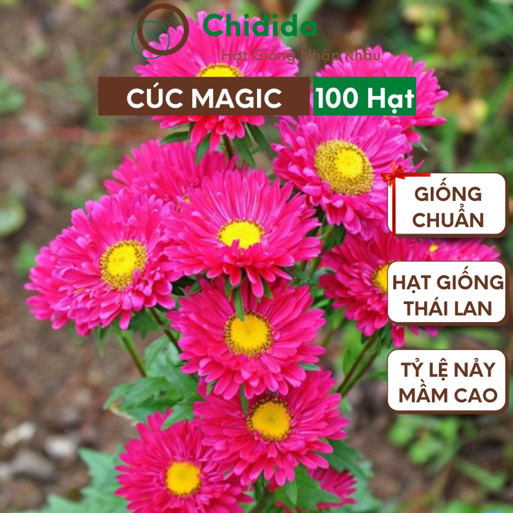 Hạt giống hoa cúc magic Chidida giống hoa mix màu Thái Lan dễ trồng gói 100 hạt