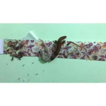 10 Miếng Keo Bẫy Thằn Lằn Bẫy Ruồi Keo Dính Thạch Sùng Tắc Kè Keo Dính Thằn Lằn