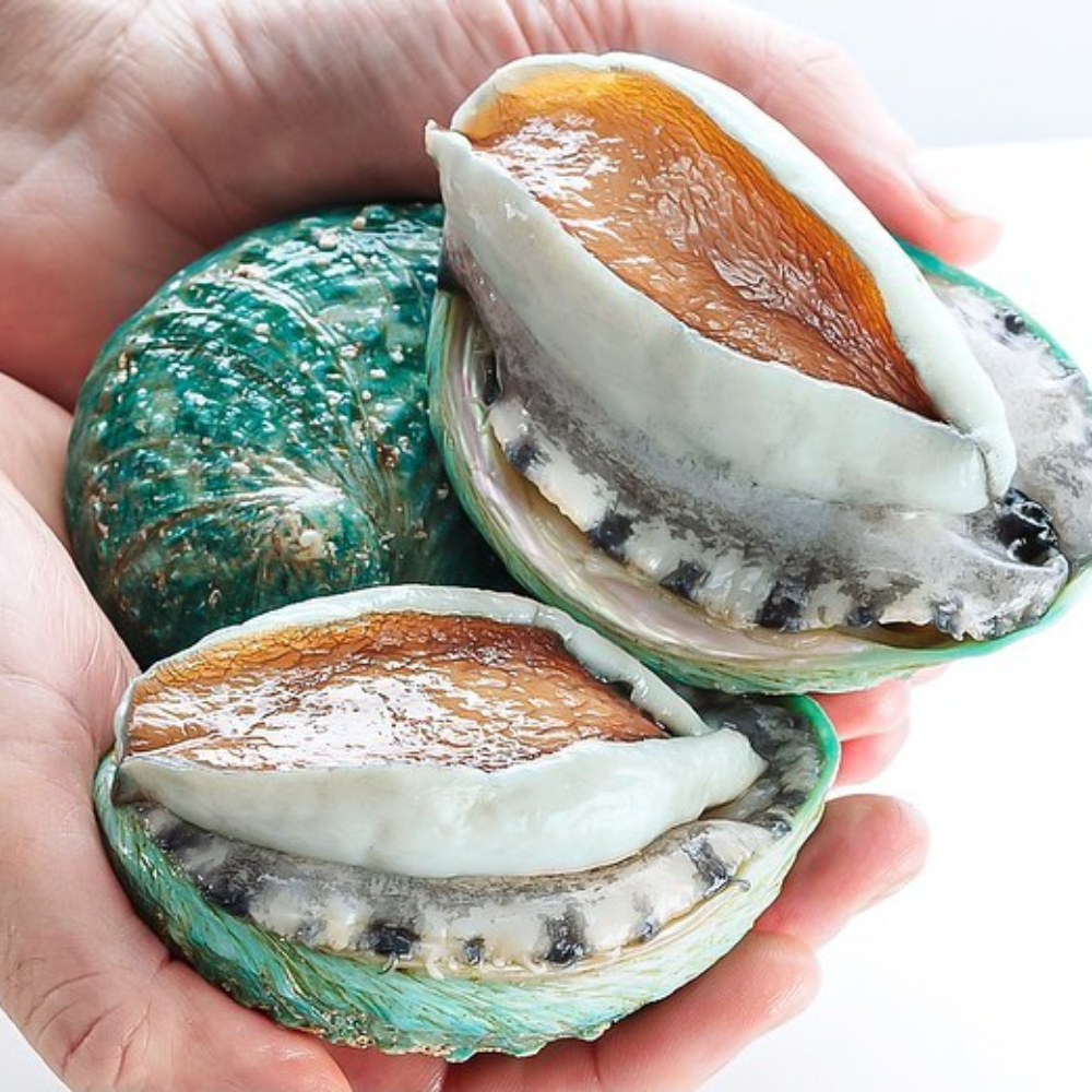 Bào Ngư Bích Hổ Australian JADE TIGER Abalone hộp 1KG (9-10 con) Todayfoods