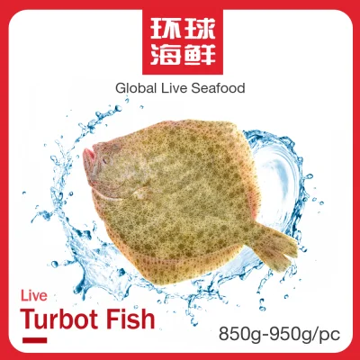 Live Turbot Fish (850g - 950g each)