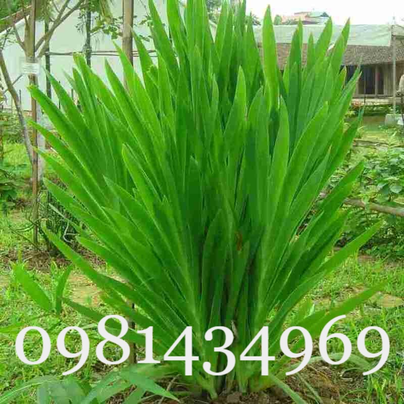 Củ xạ can khô 01kg thơm chuẩn