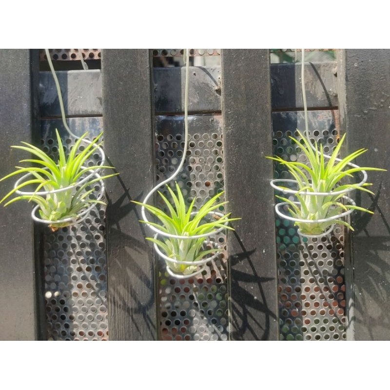Móc treo cây không khí,trồng cây không khí,phụ kiện trang trí