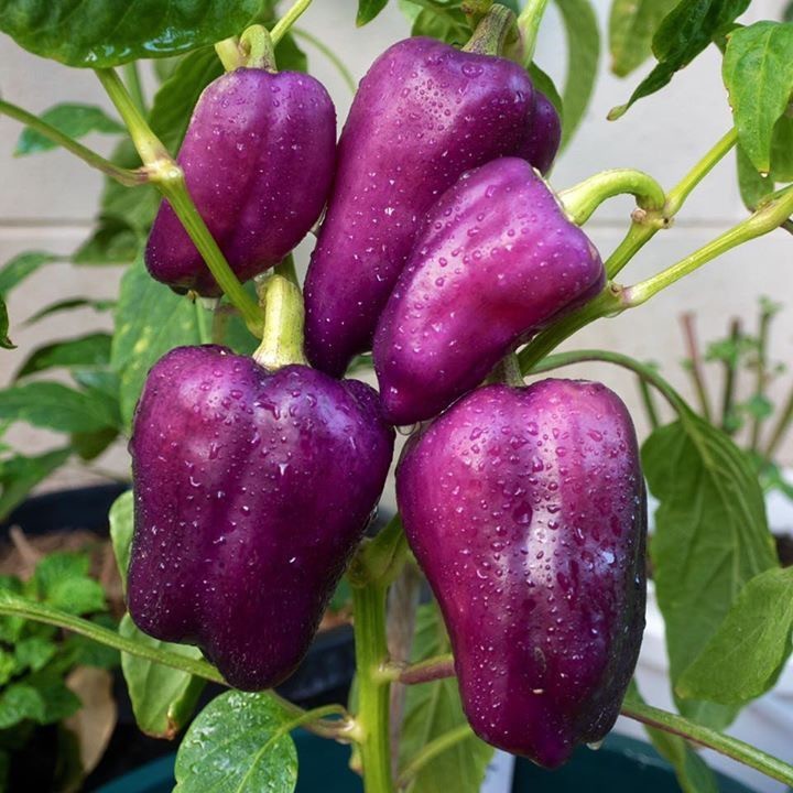 Hạt giống ớt chuông tím cao cấp dễ trồng nin seeds x h2t farm