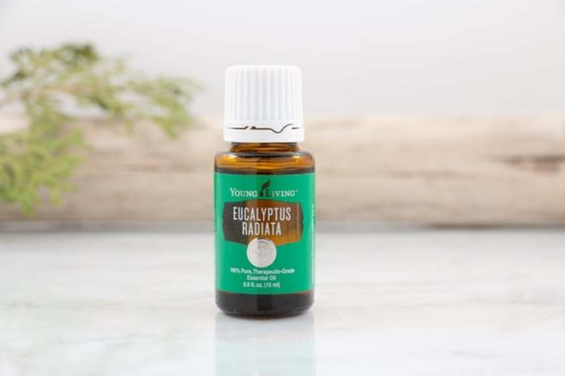 Buy Young Living Eucalyptus Radiata 15ml Singapore