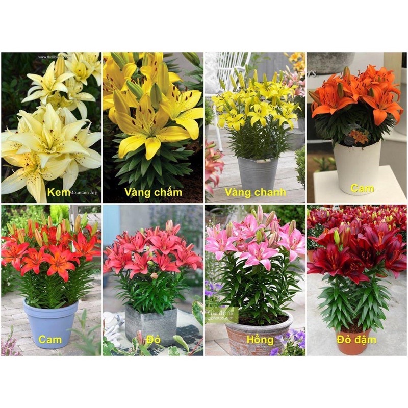 Củ hoa ly lùn Hà Lan , củ sẵn mầm và rễ