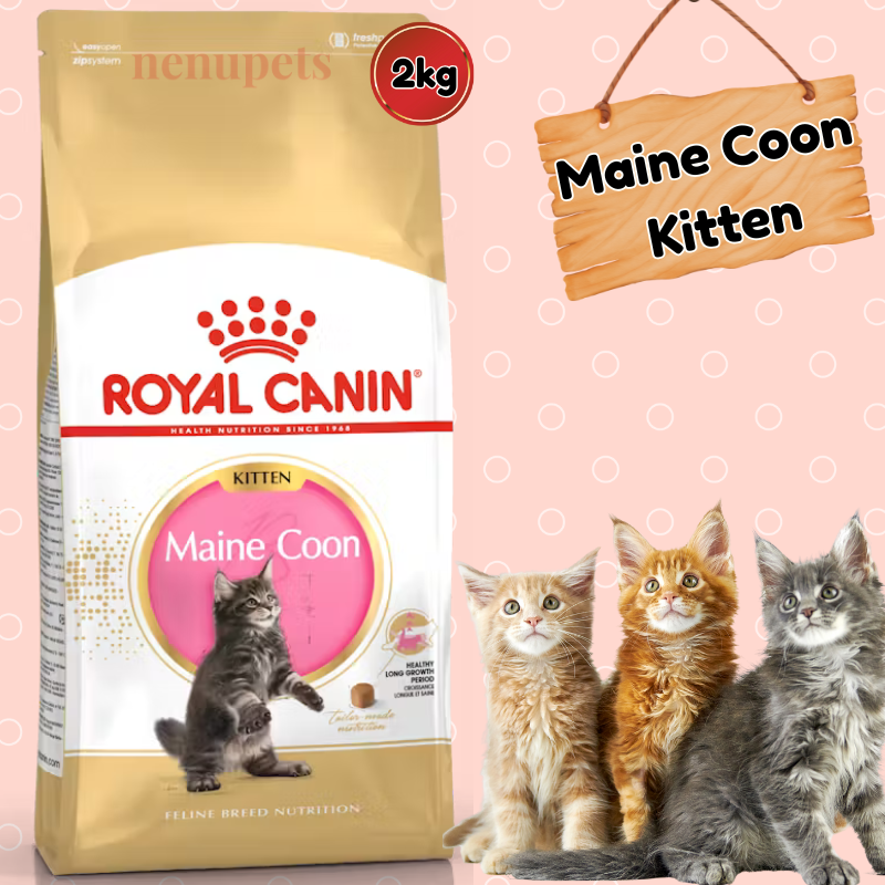 Maine Coon Kitten Dry Cat Food