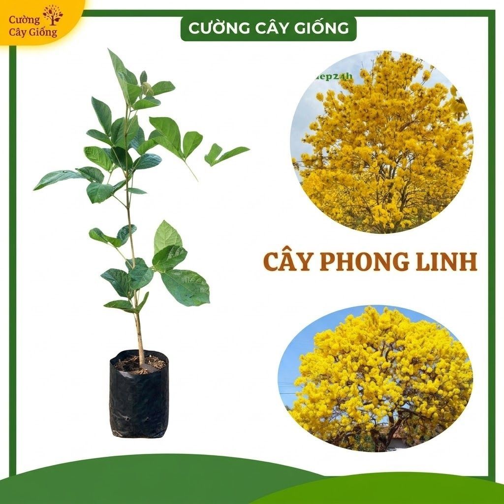 [COMBO] 5 CÂY GIỐNG PHONG LINH F1 - BÓNG MÁT SÂN VƯỜN, HOA NỞ RỰC RỠ CỰC SANG