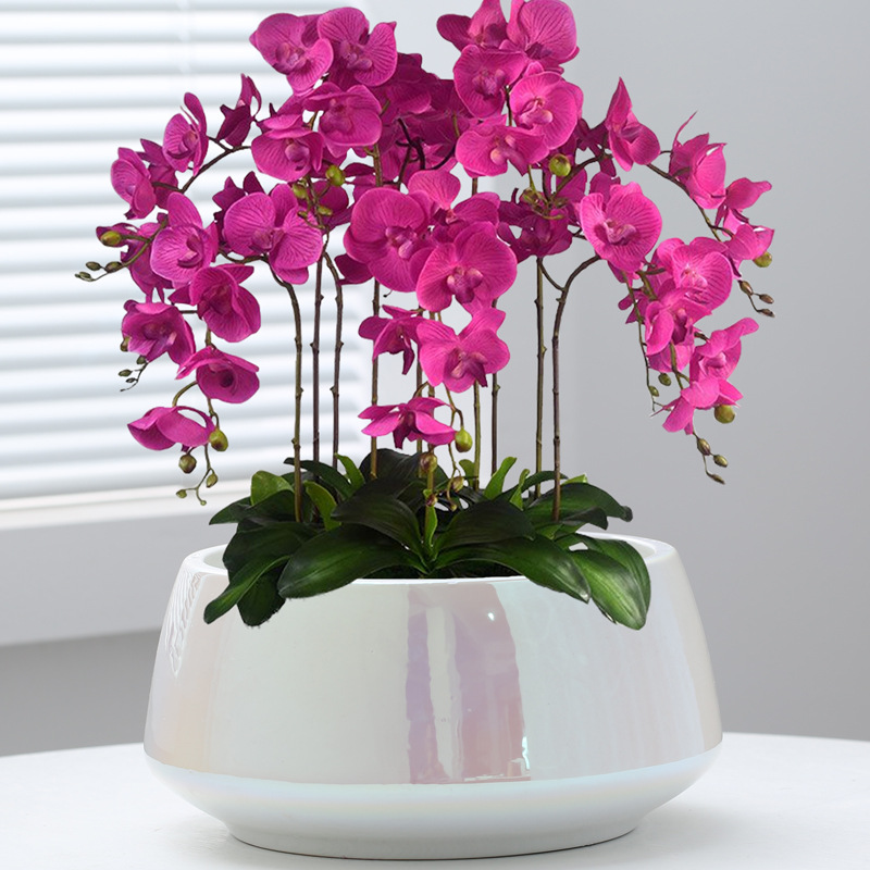 g0zux High end Ceramic Bonsai Flower Pot for Phalaenopsis Orchid, Large Caliber Big Red, Simple and Luxury Orchid Flower Pot, Special Price g0zux Harga  62 Ringgit*Penghantaran Percuma