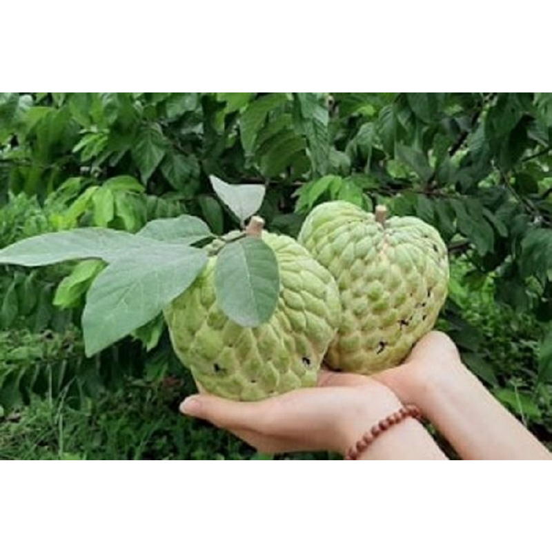 Cây giống na hoàng hậu -cam kết chuẩn giống