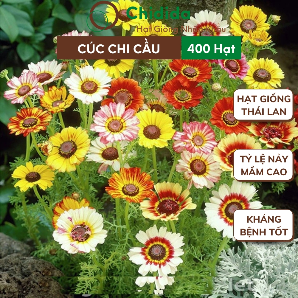 Hạt giống hoa cúc chi cầu Chidida giống hoa mix màu Thái Lan gói khoảng 400 hạt