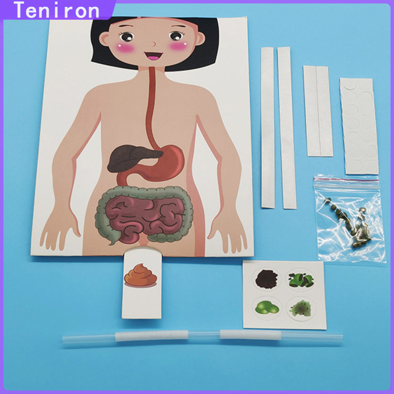 Teniron Digestive System Model Human Torso Anatomy Kids Toys Stomach Teaching Prop Poster Toddler Learning Suite