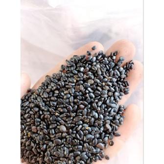 1kg hạt giống keo tai tượng chuẩn trồng rừng, lấy gỗ, cải tạo đất hạt mới 100% - Cây giống An Dân