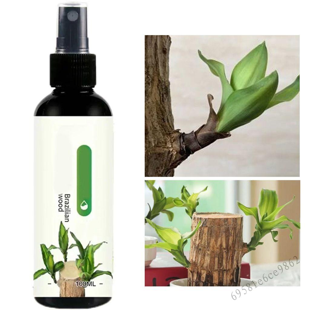 ดินไฮโดรเจลอควาสำหรับพืช ราคา 66 บาท*ส่งฟรี