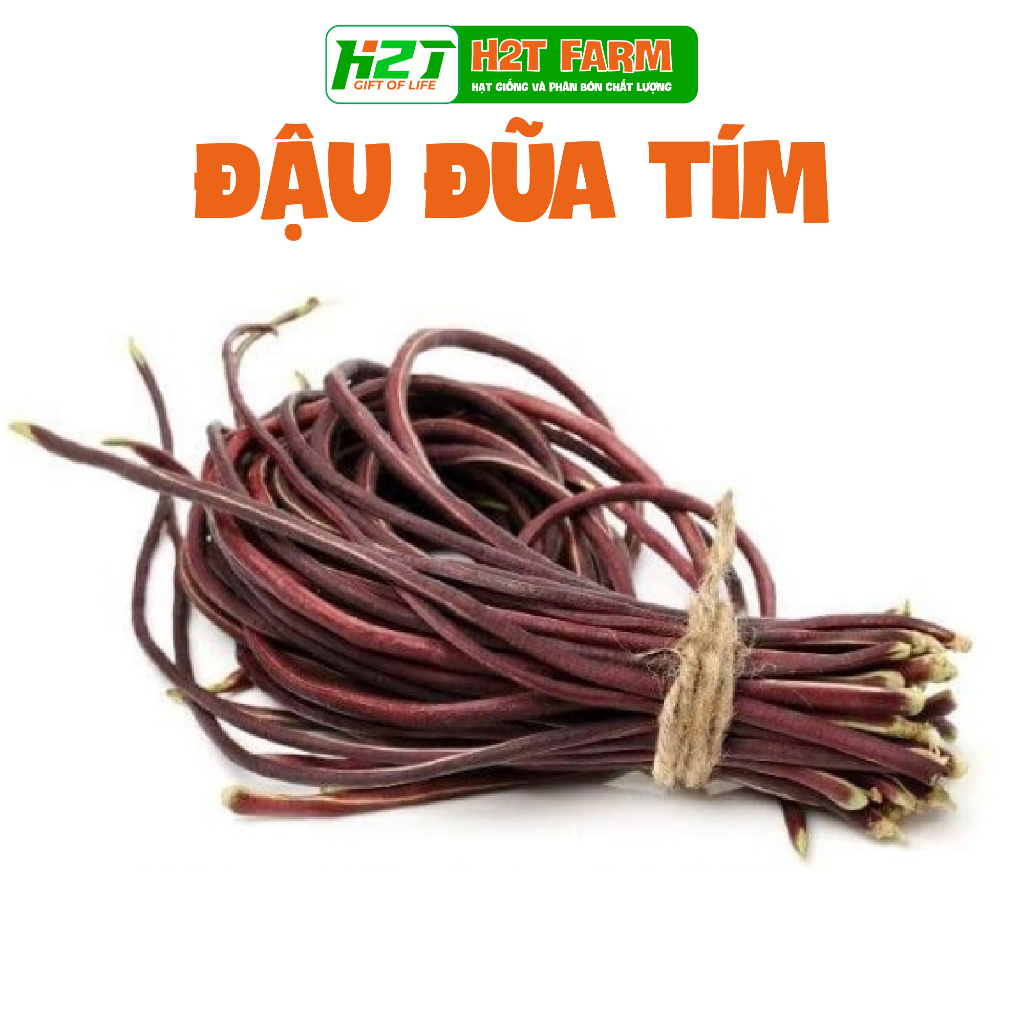 Hạt giống đậu đũa tím năng suất cao - h2t farm