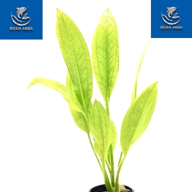 Siêu rẻ echinodorus - cây lan nước - cây thuỷ sinh