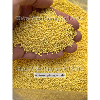 hạt kê nếp vàng (đã bóc sạch vỏ) dùng làm bánh, nấu chè..