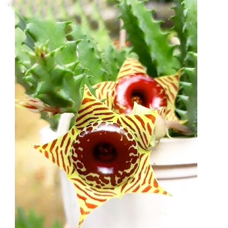 Xương rồng sao biển hoa vàng Stapelia Cây Giống Khỏe