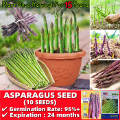 Organic Asparagus Seeds Easy To Grow Philippines - 10 Seeds Fresh Sweet Green and Purple Asparagus Seeds for Planting Vegetables Plants Seeds for Gardening Bonsai Vegetable Seeds for Pots Balcony Potted Live Plants Sale Vegetable Seedings Veggies Plants