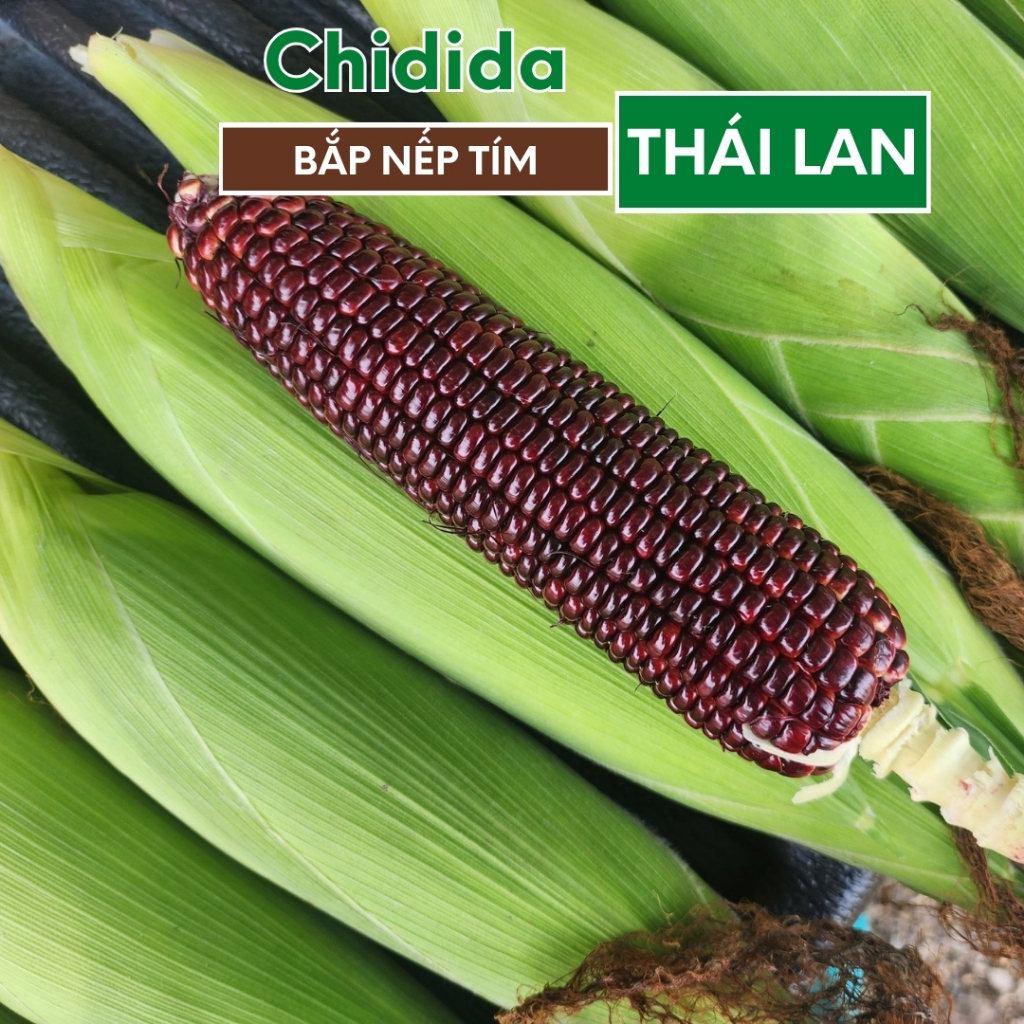 Hạt giống bắp tím Thái Lan ngon ngọt dẻo thơm trái to hạt ngô nếp 1kg nảy mầm cao cây khỏe dễ trồng Hạt giống Chidida