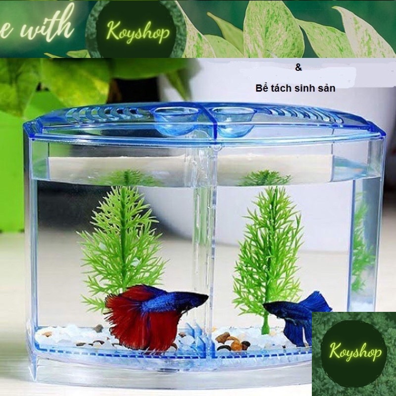 Hồ nhựa Bể nhựa nuôi cá Betta mini 2 in 1, hồ cá để bàn