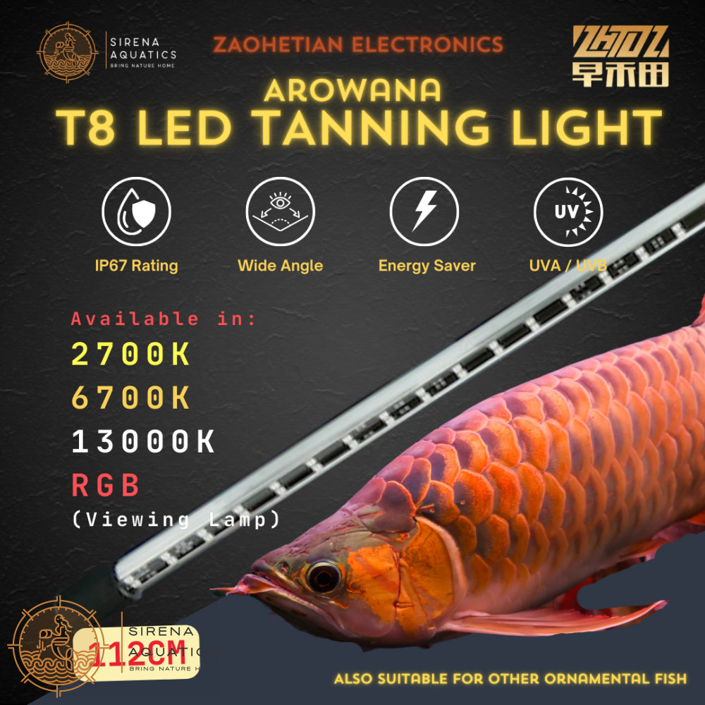 Shop Arowana Special Light with great discounts and prices
