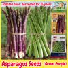 Organic High Yield Asparagus Seeds for Gardening - Brand-Optional