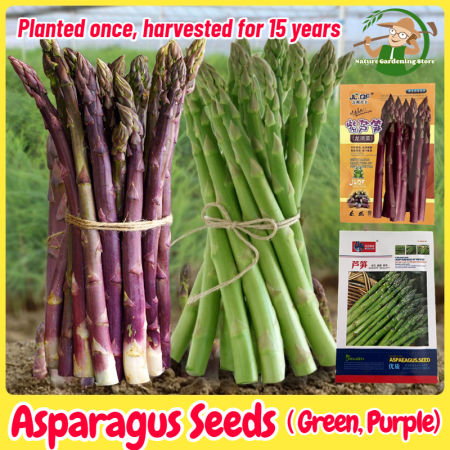 Organic High Yield Asparagus Seeds for Gardening - Brand-Optional