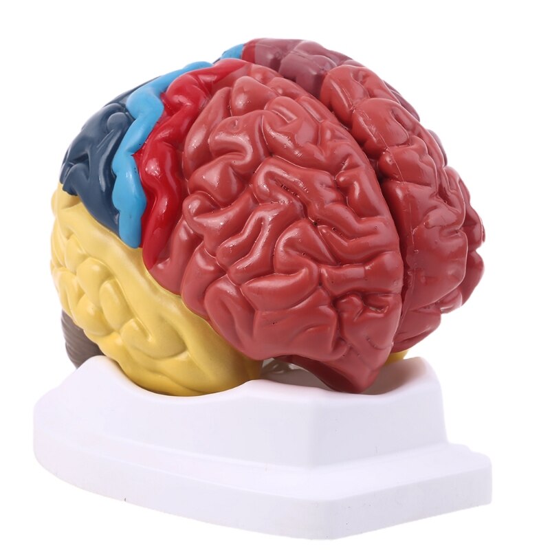 2023 New Life Size Human Brain Ftional Area Model Anatomy For Science