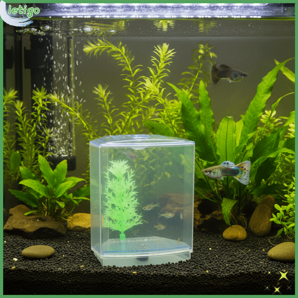 LETIGO Acrylic Hộp nhân giống bể cá Trong suốt Cấu trúc chắc chắn Bể cá mini Bền bỉ Có vách ngăn Thùng cách ly Nuôi cá