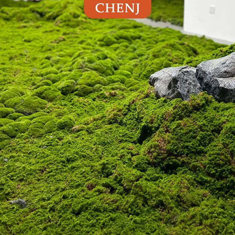 [COD] CHENJ หญ้ามอสเทียมภูมิทัศน์สนามหญ้าไบโอนิกส์ภูมิทัศน์ภูมิทัศน์ภูมิทัศน์ภูมิทัศน์ภูมิทัศน์สนามหญ้าบอนไซประดับปูภูมิทัศน์กลางแจ้งในร่ม ราคา 112 บาท*ส่งฟรี