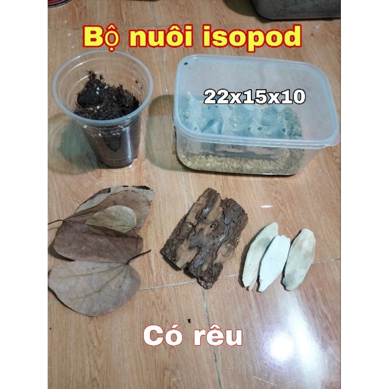 Combo Bộ Nuôi Isopod, Cuốn Chiếu - Hoài Nam Pet