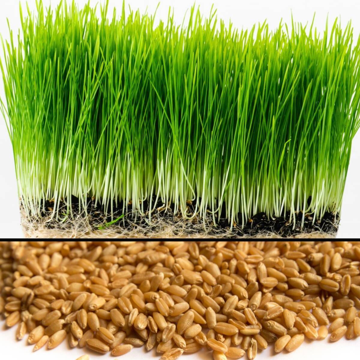 Hạt cỏ lúa mì 500g - dễ trồng , dễ chăm sóc