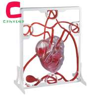 [LA19REA]Heart Circulation Model Simulation Science Education for Students Classroom Science Human Body Anatomy Organ Model