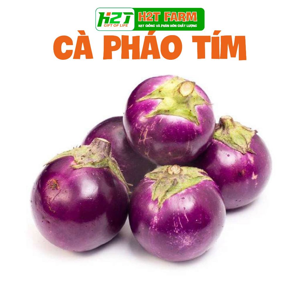Hạt giống Cà Pháo Tím nảy mầm tốt, sai trái, trồng quanh năm ̣ - Hạt giống Rạng Đông - h2t farm