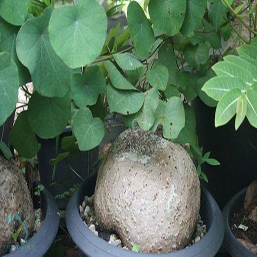 SALE_Bình Vôi Củ Tròn Dưới 5kg (To Ngoại Cỡ IB) Chuẩn